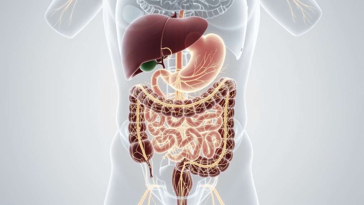 Your Gut Has Its Own “Second Brain”